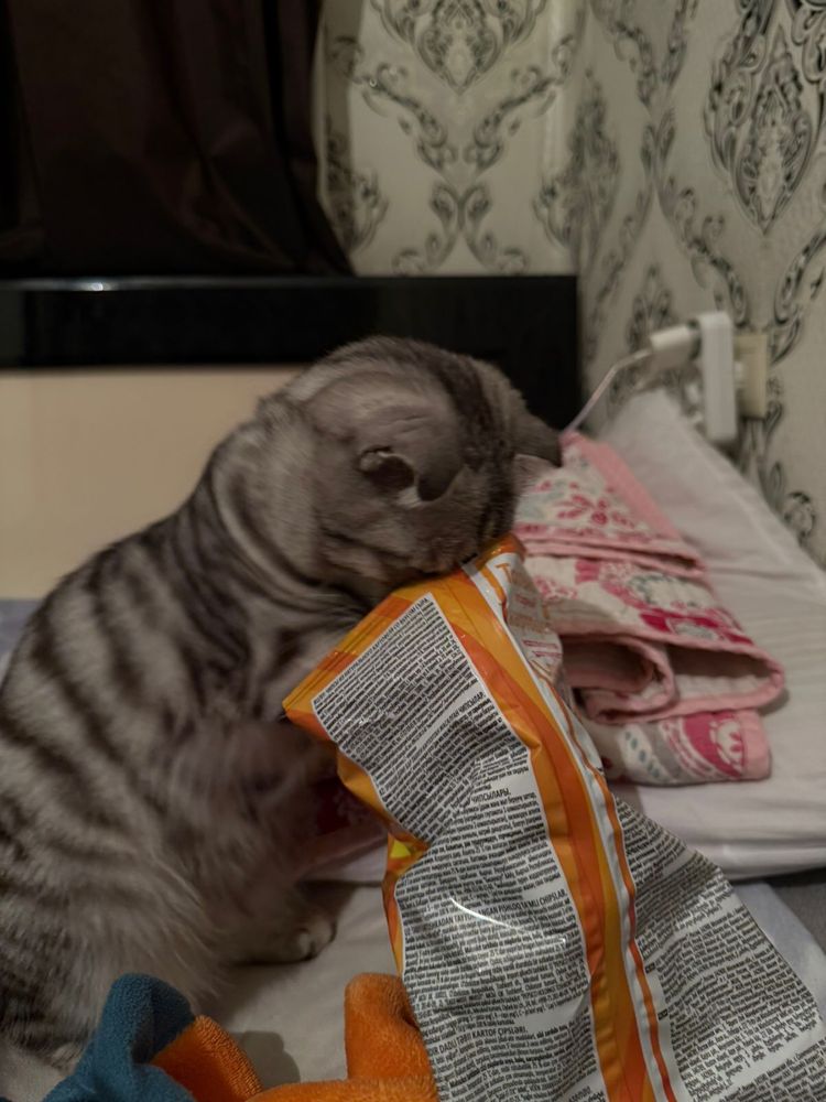 Кот домащний чистый