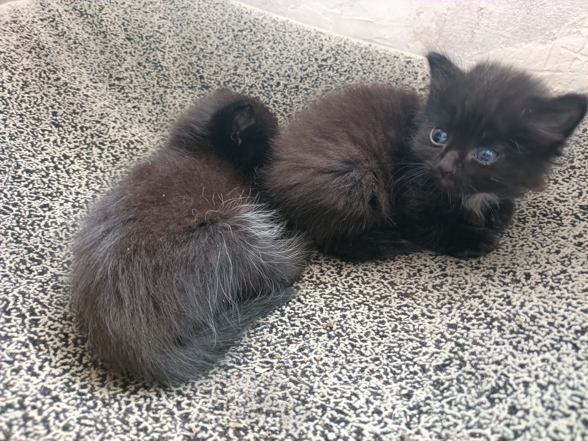 Отдам котят в добрые руки