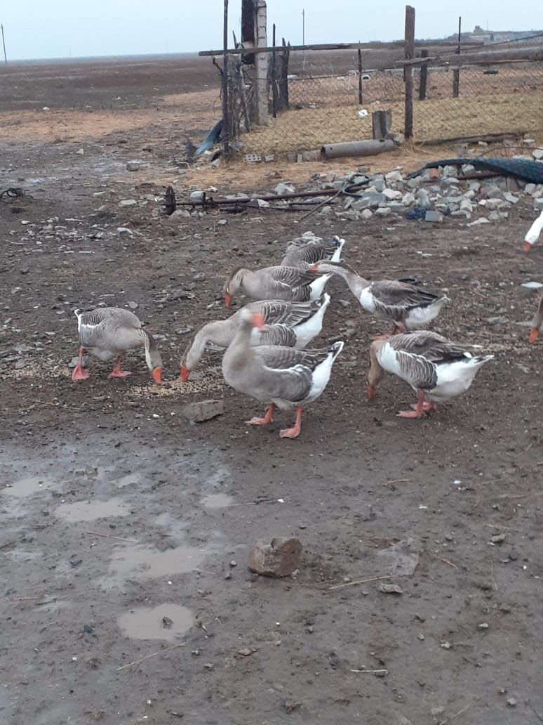 Каздын жумырткасы сатылады.