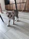Котенек в добрые руки