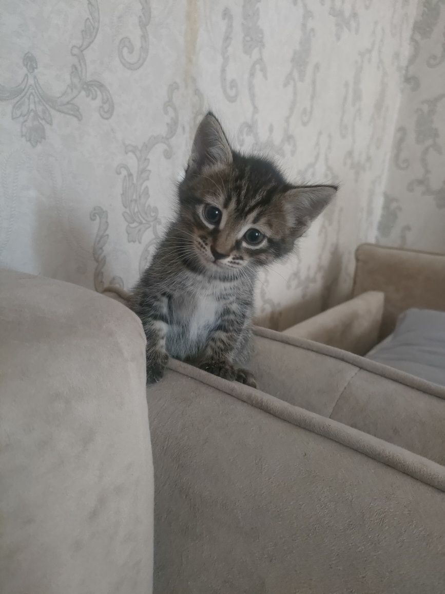 Отдаем даром котят