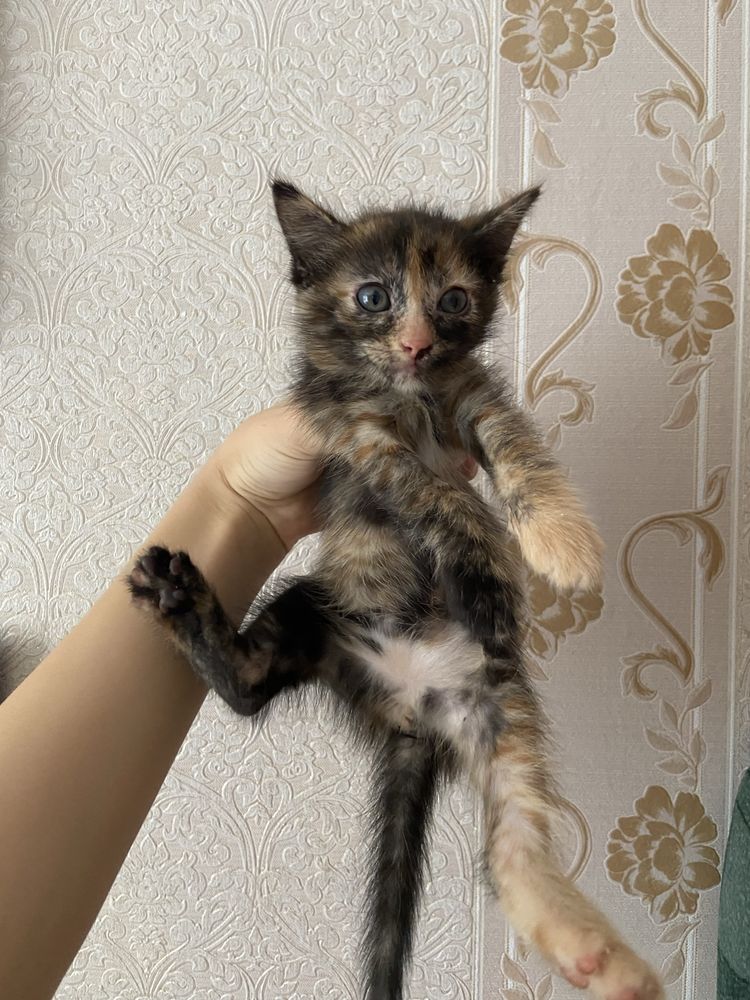 котенок в добрые руки