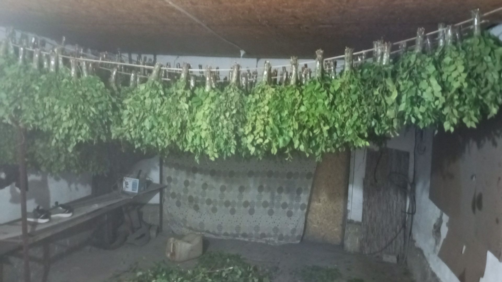 Веники берёзовые