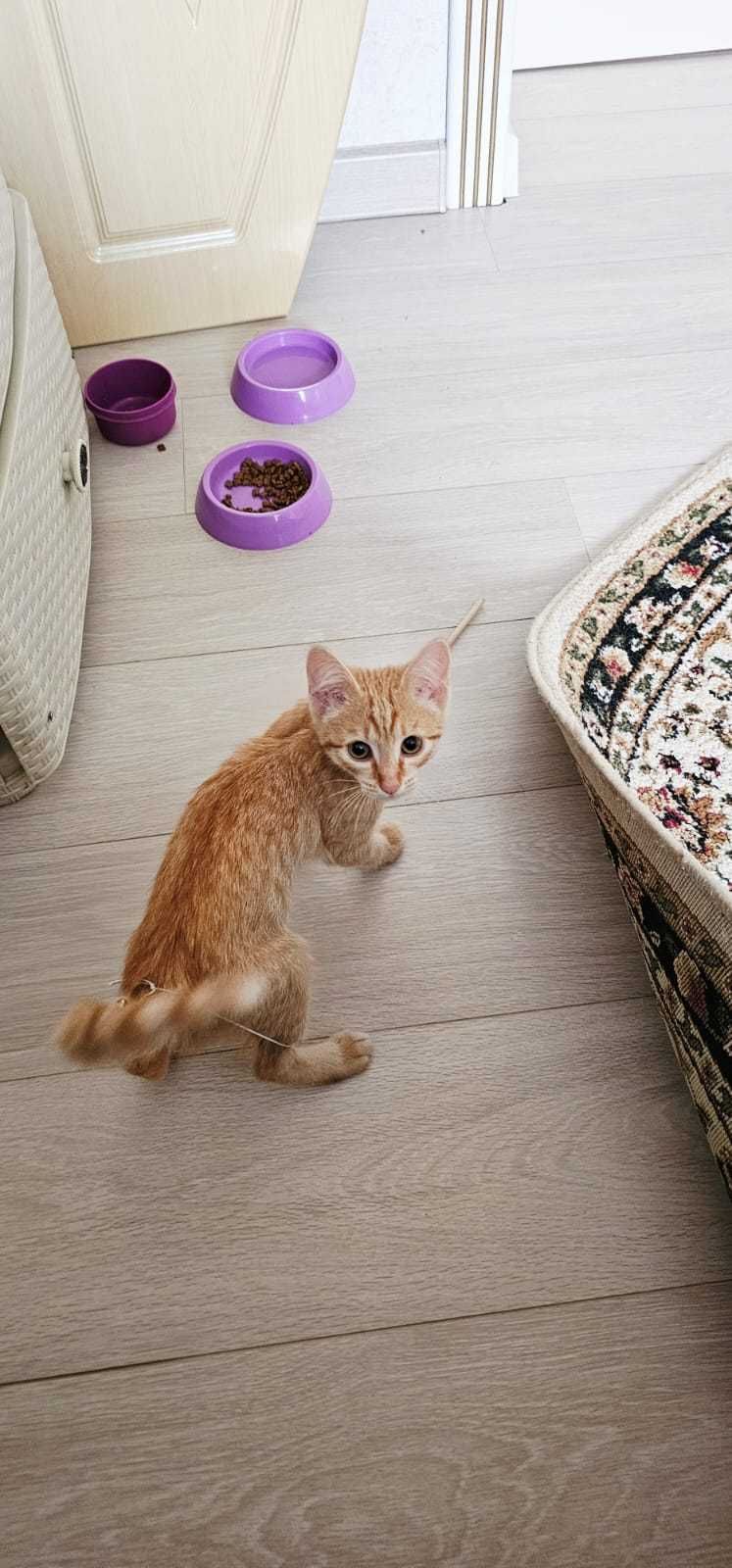 Котика в добрые руки
