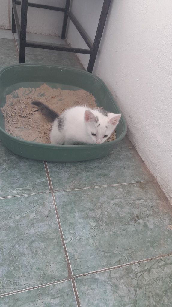 Отдам   котёнка,
