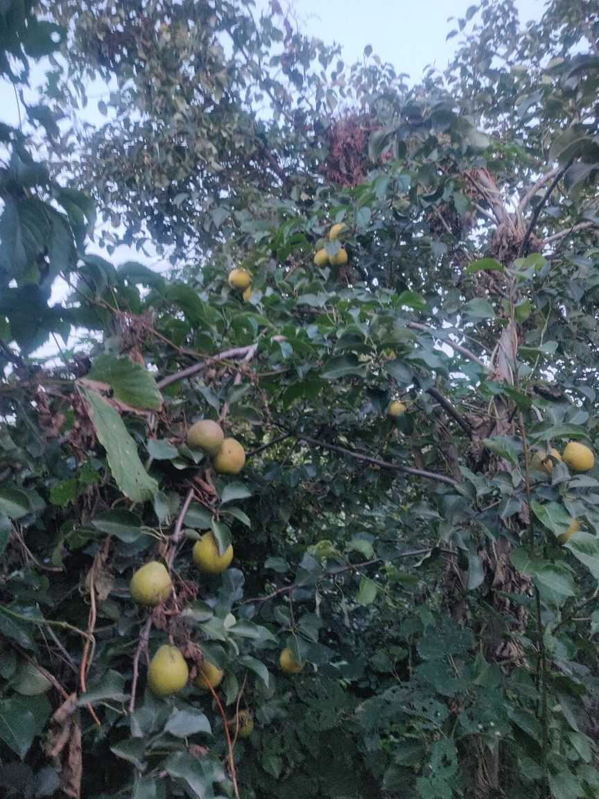 Продам дачу срочно