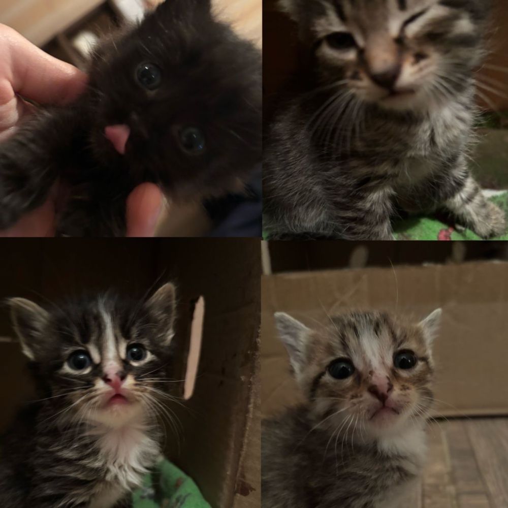 Котята, кошки, мысык, маргау