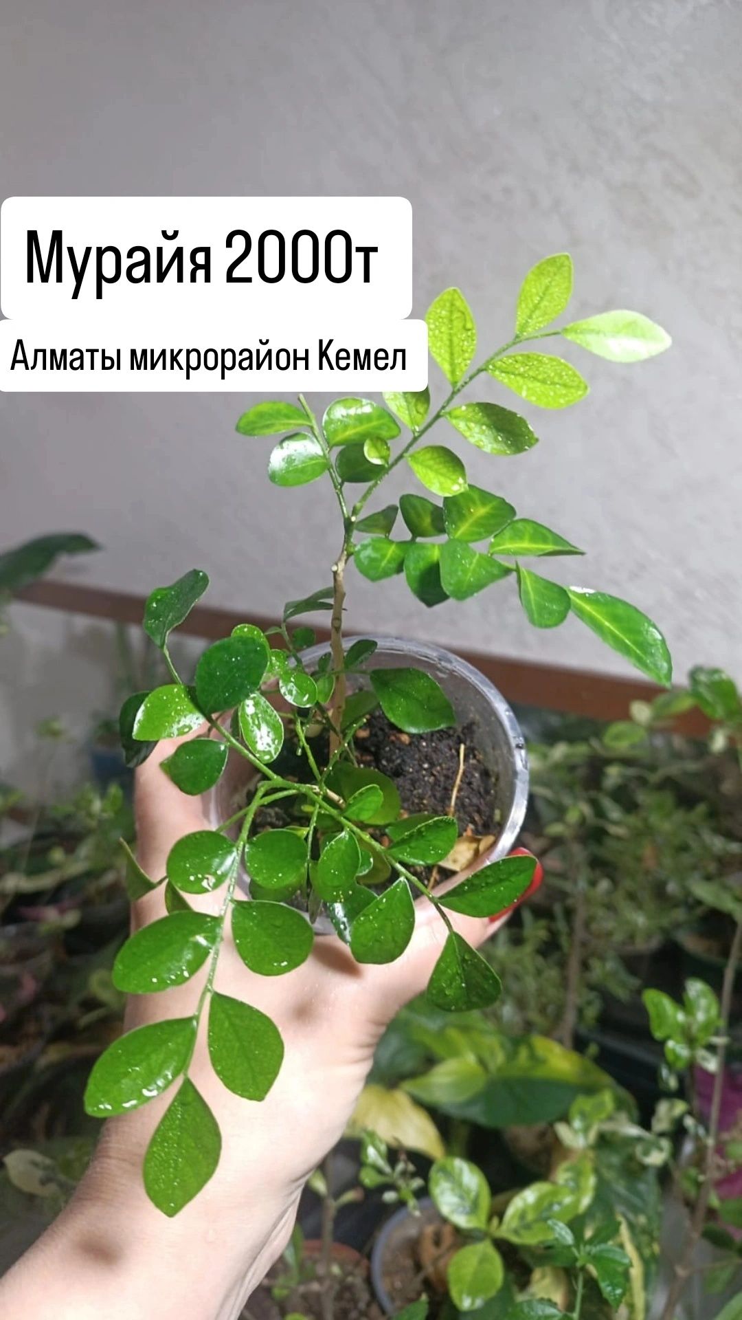Комнатные растения