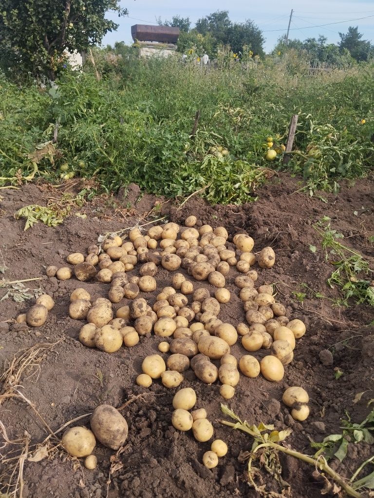 Картошка сорт Колумбо.
