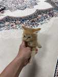 Котенок кот рыжий самовывоз Шанырак-1