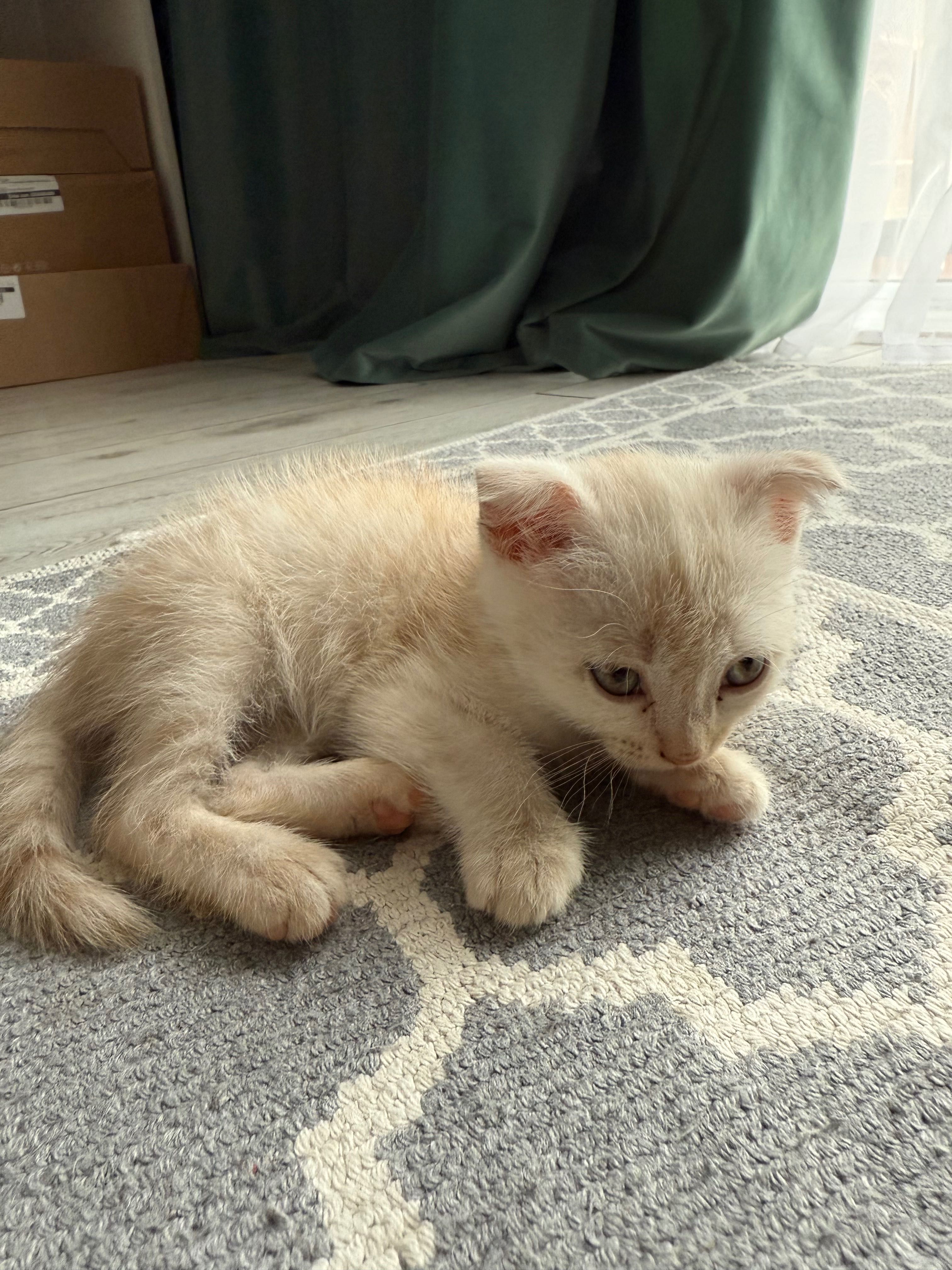 Котенок Шотландский