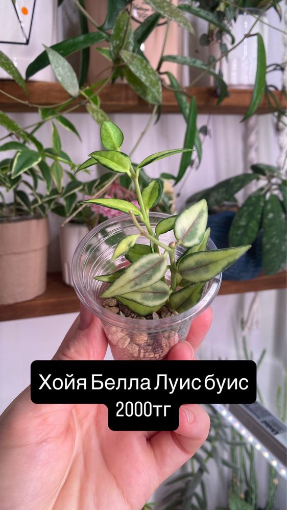Комнатные растени