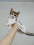 Отдаю котёнка прелестную девочку породистую