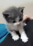 Милый котёнок в добрые руки