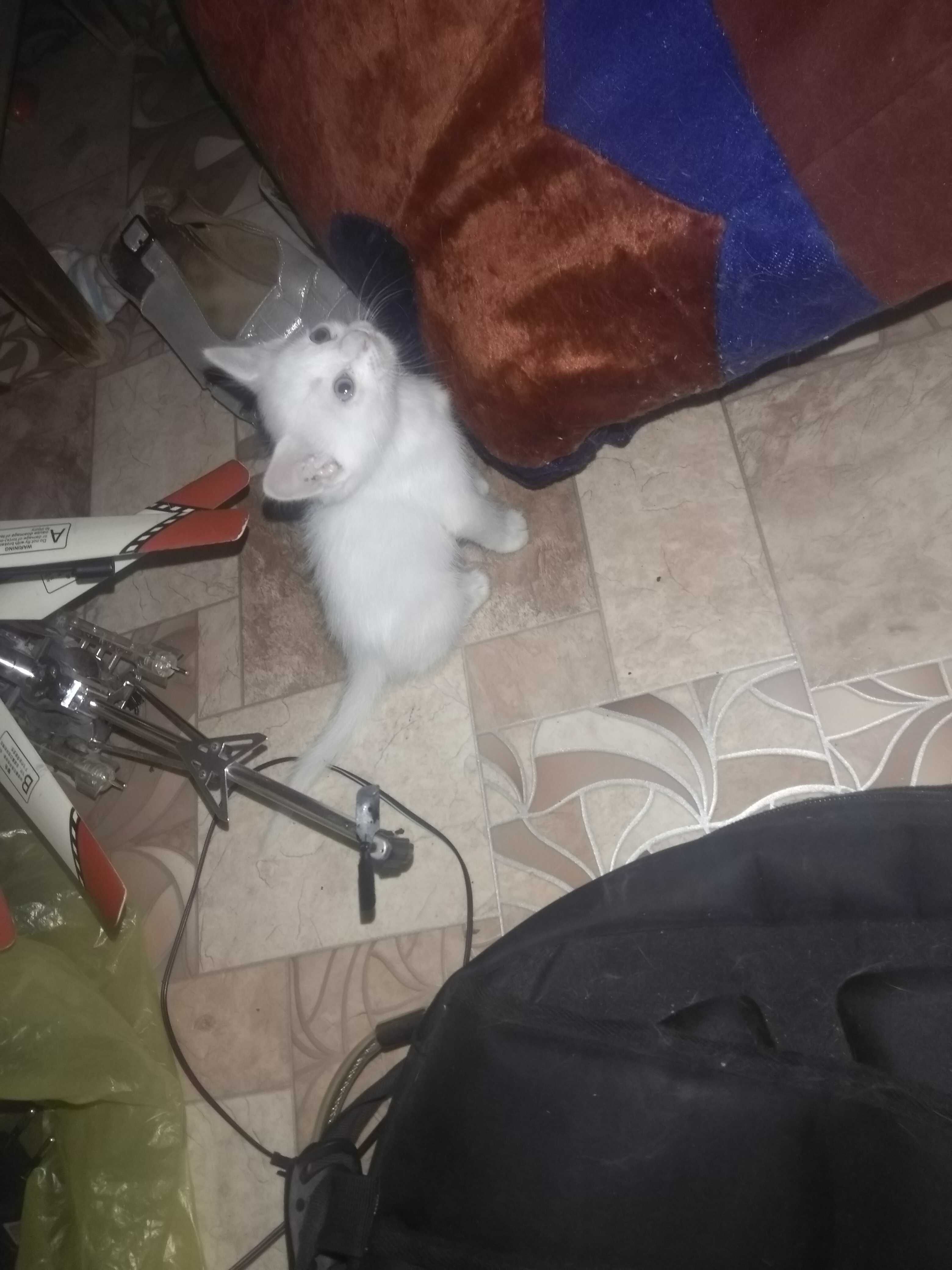 котенок в хорошие руки!