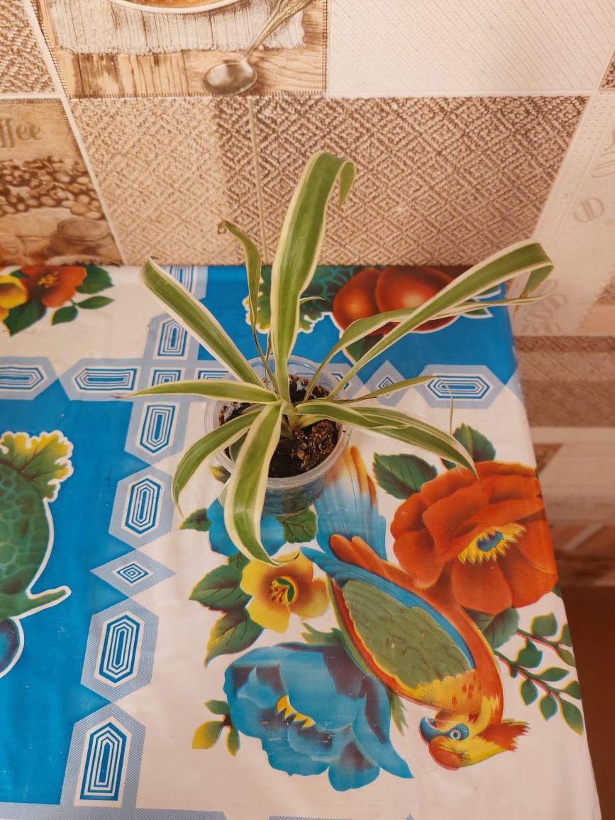 Продам Комнатные цветы