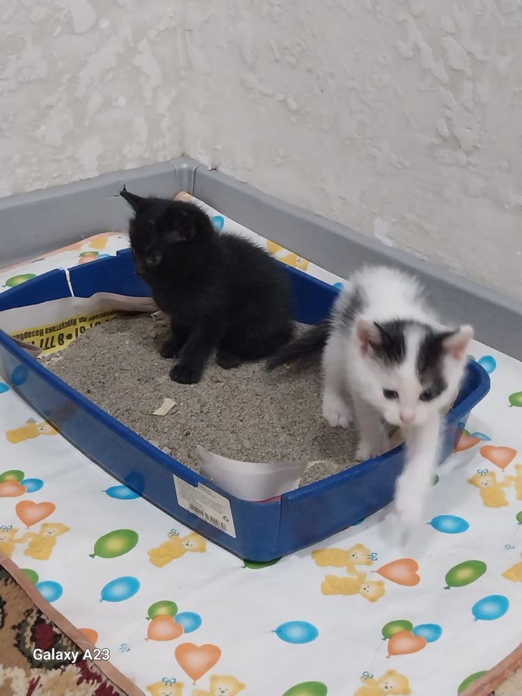 Котята ищут ответвенных и добрых хозяев!