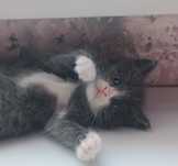 Котята домашние!