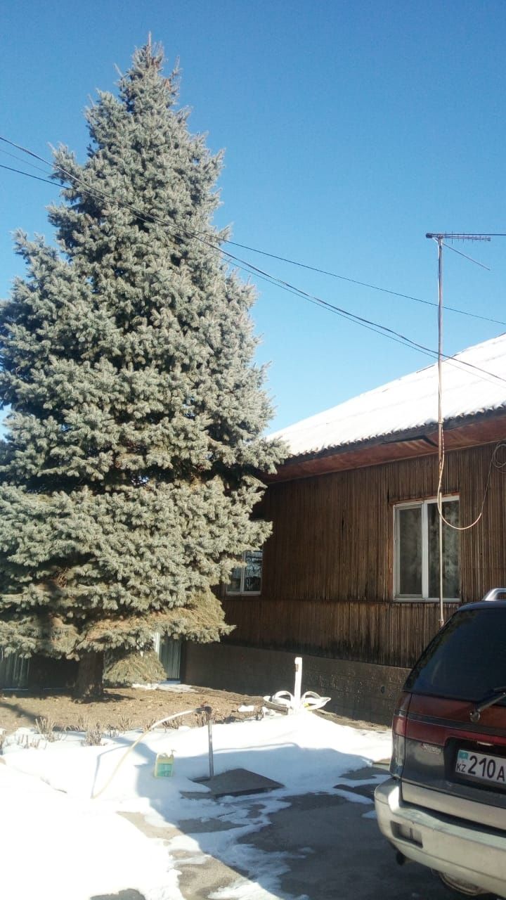 Ель Голубая 8-9 метров