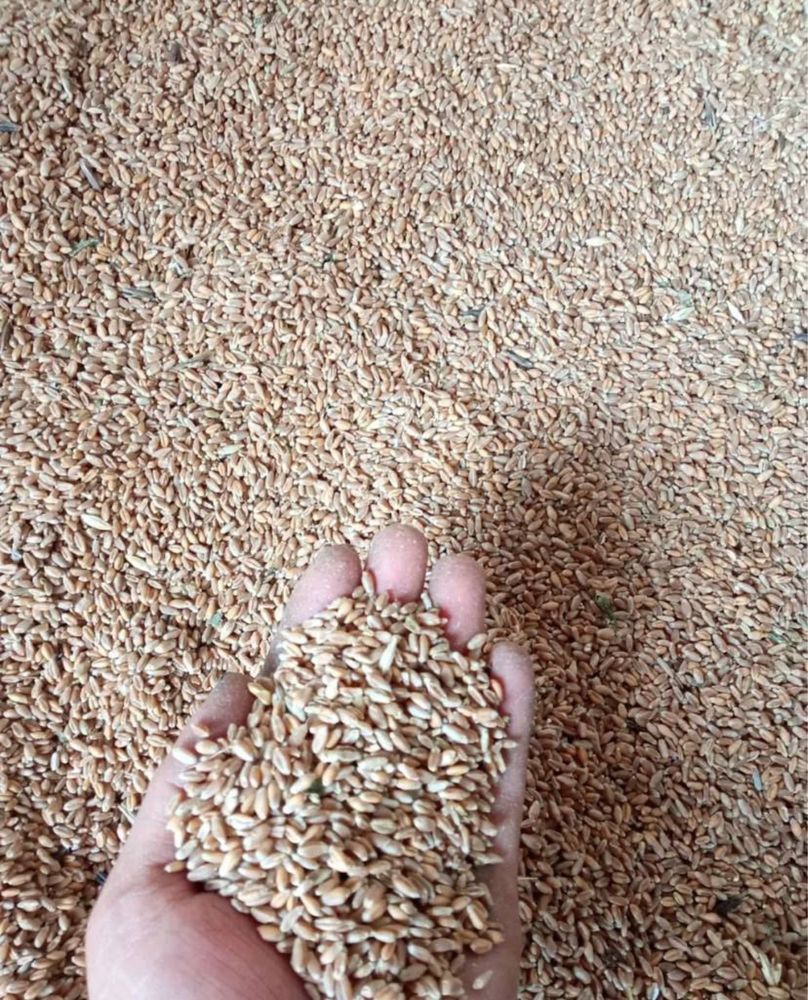 Продам пшеницу отличного сорта кормовая