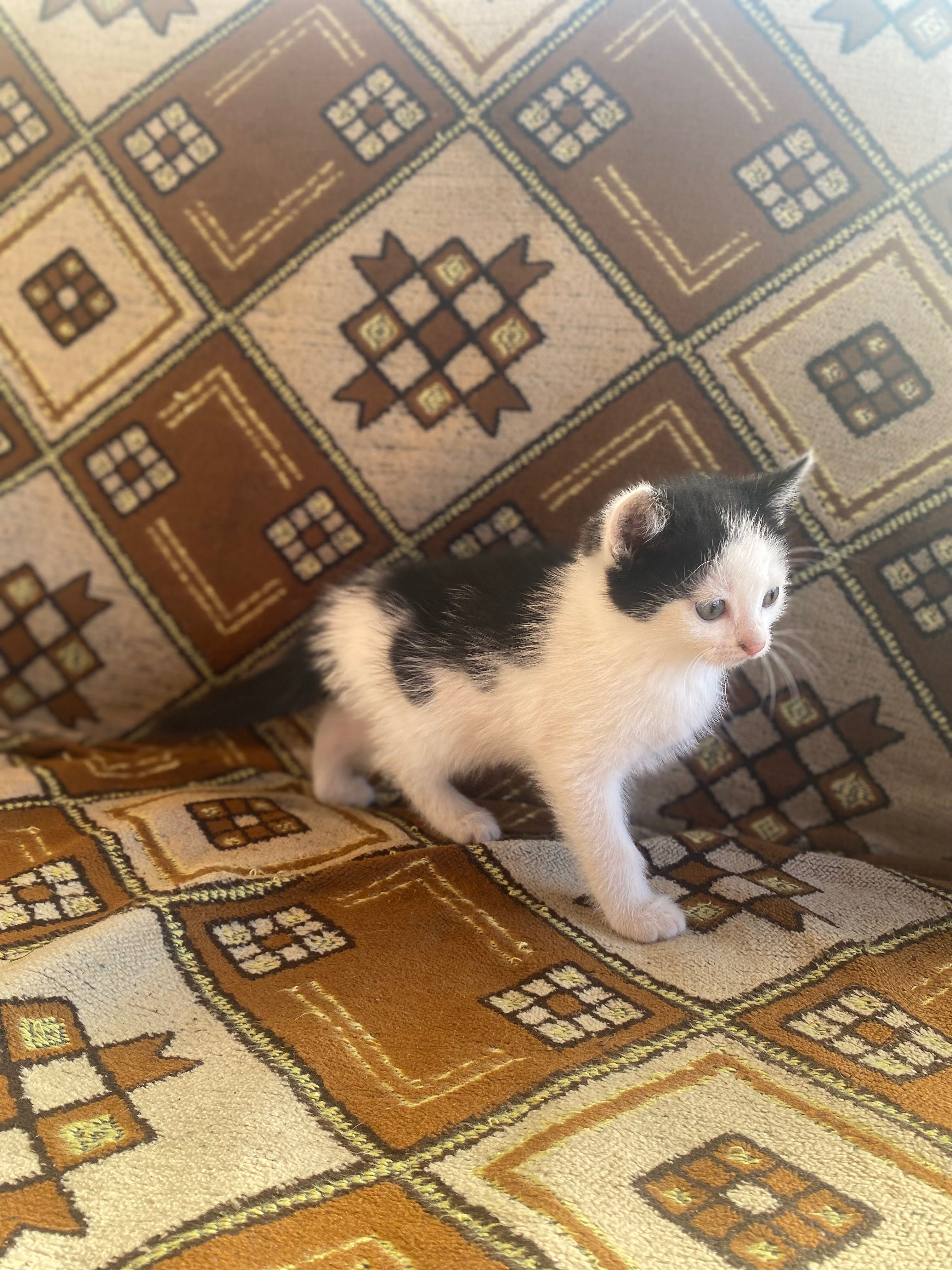 Котята  в очень добрые руки