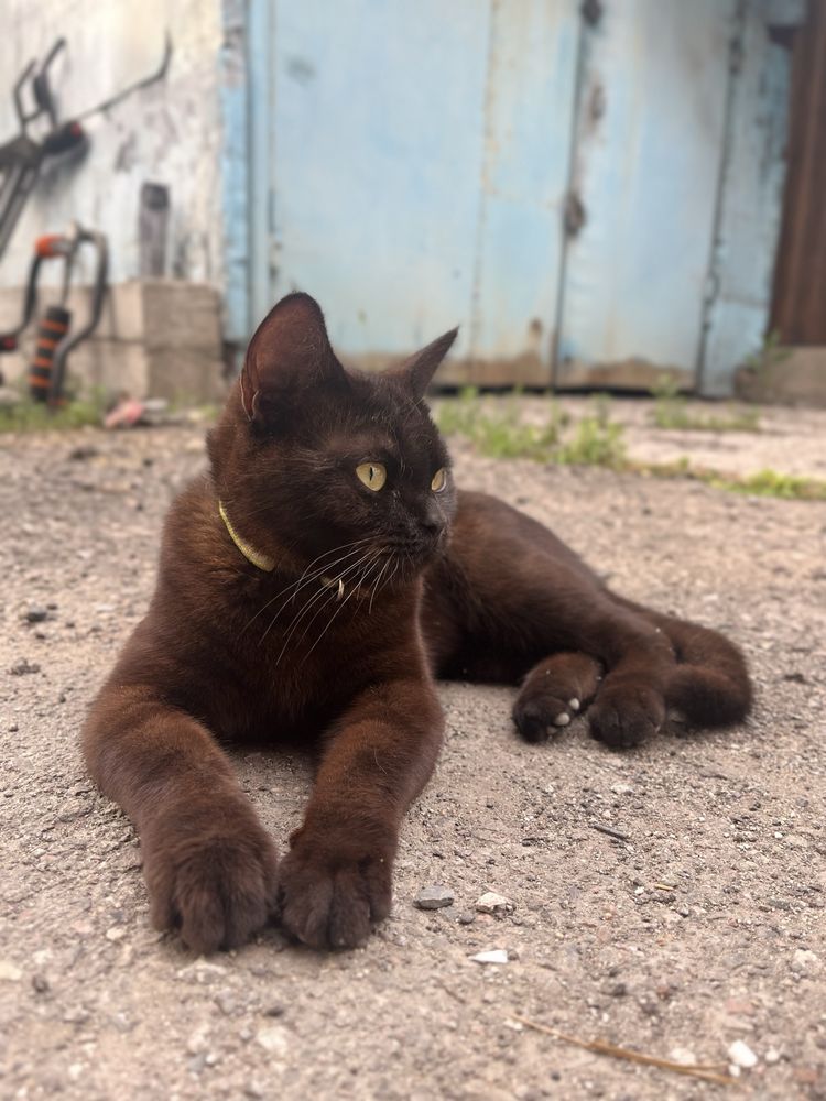 Кошки для усыновления
