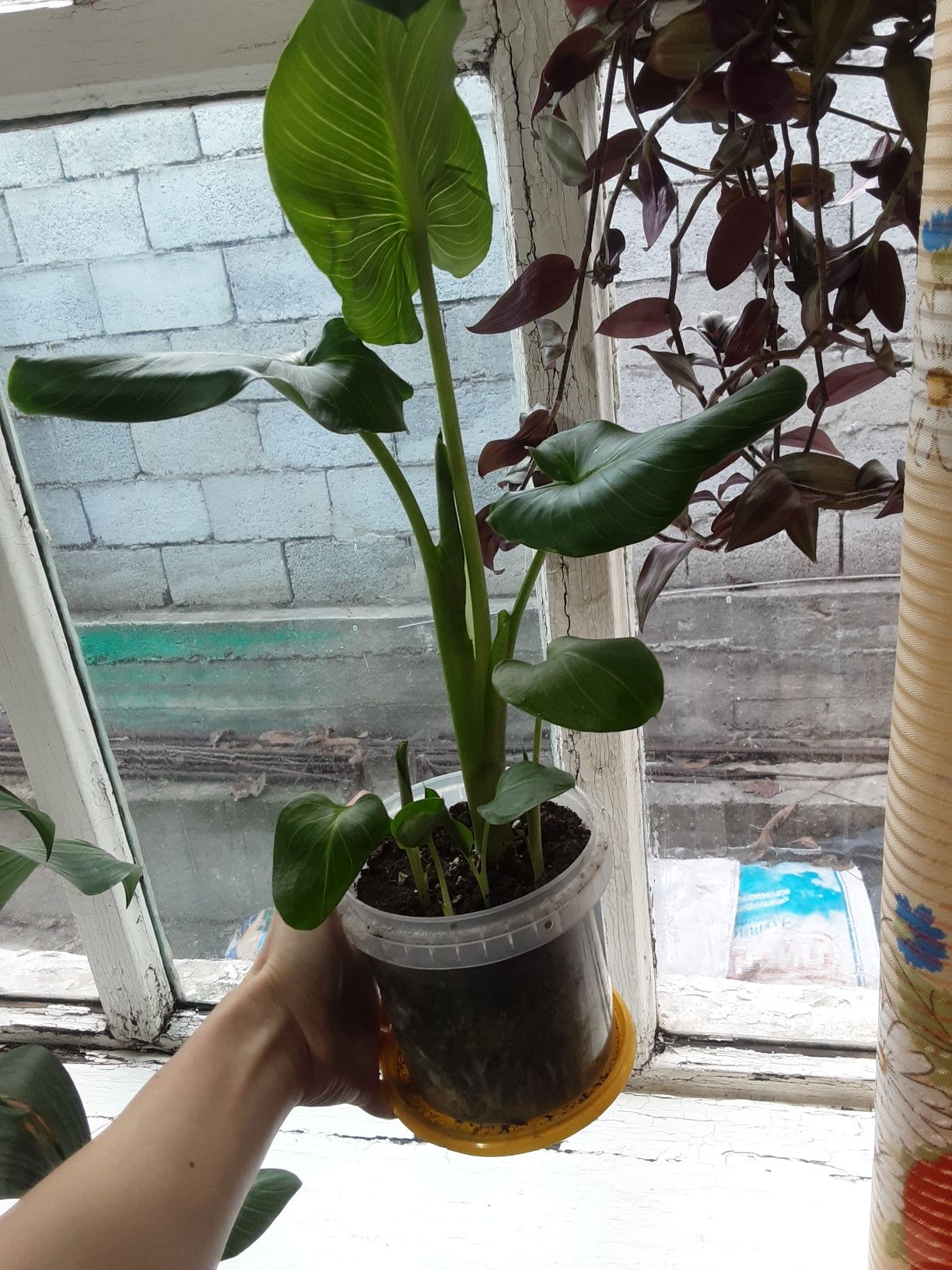 Белые эфиопские каллы