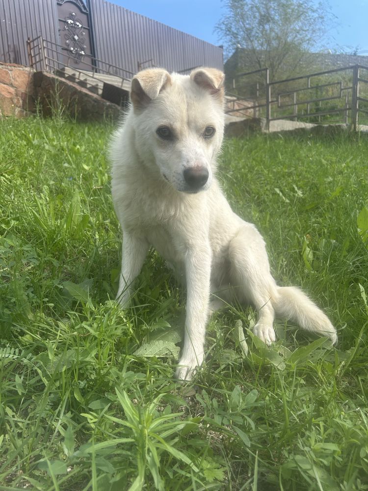 Собака в добрые руки