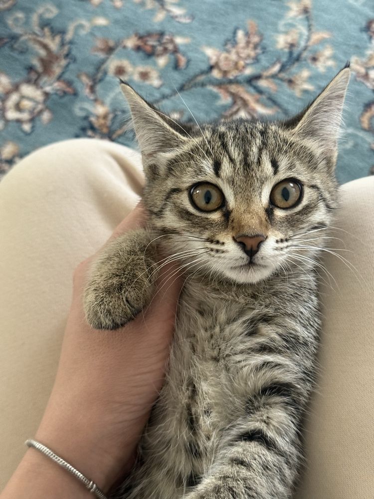 Отдам котят в добрые руки