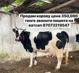 Продажа молочный тёлочки 3лет