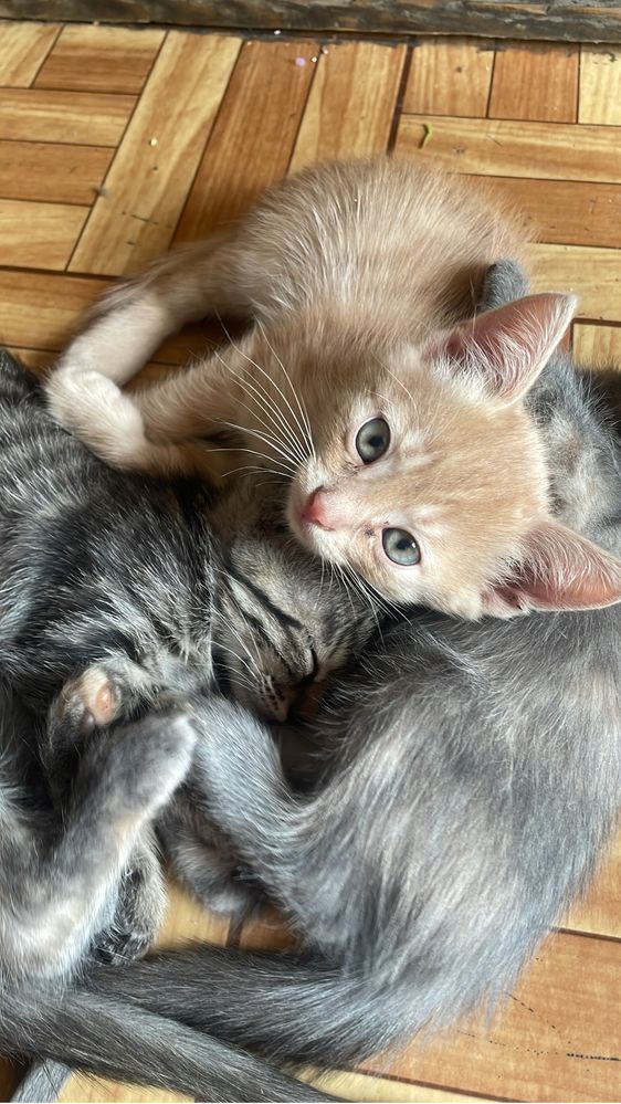 Отдам котят в хорошие руки