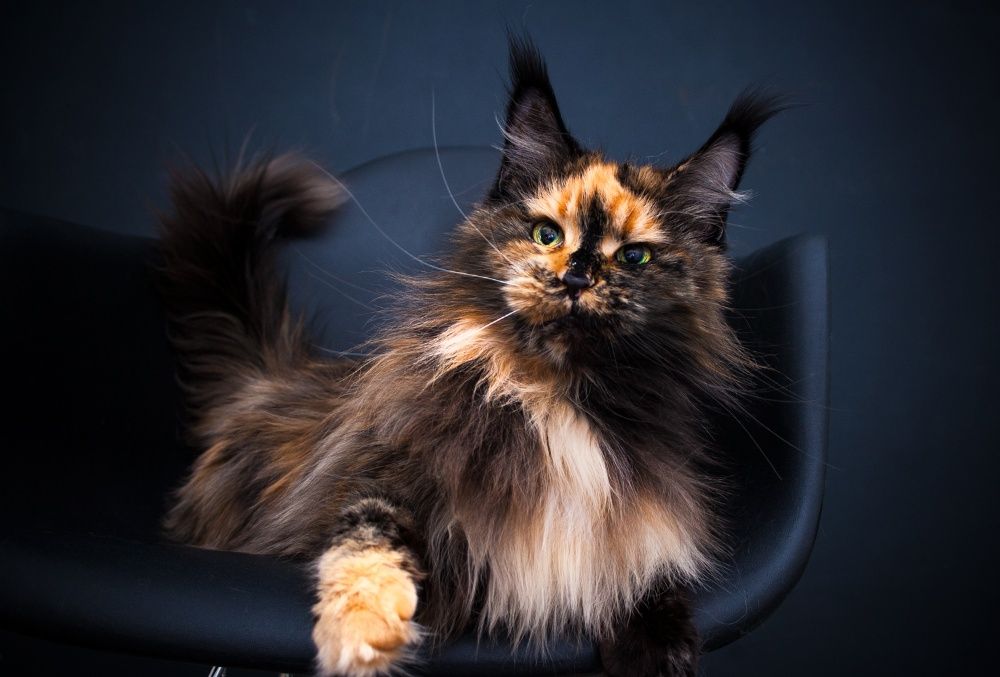 Роскошные котята мейн кун из питомника Mainemarie