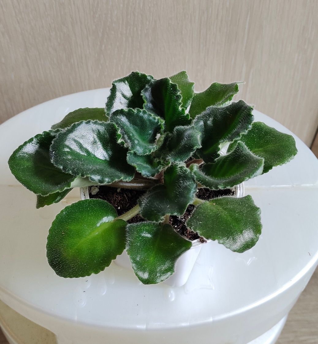 Продам сортовые фиалочки