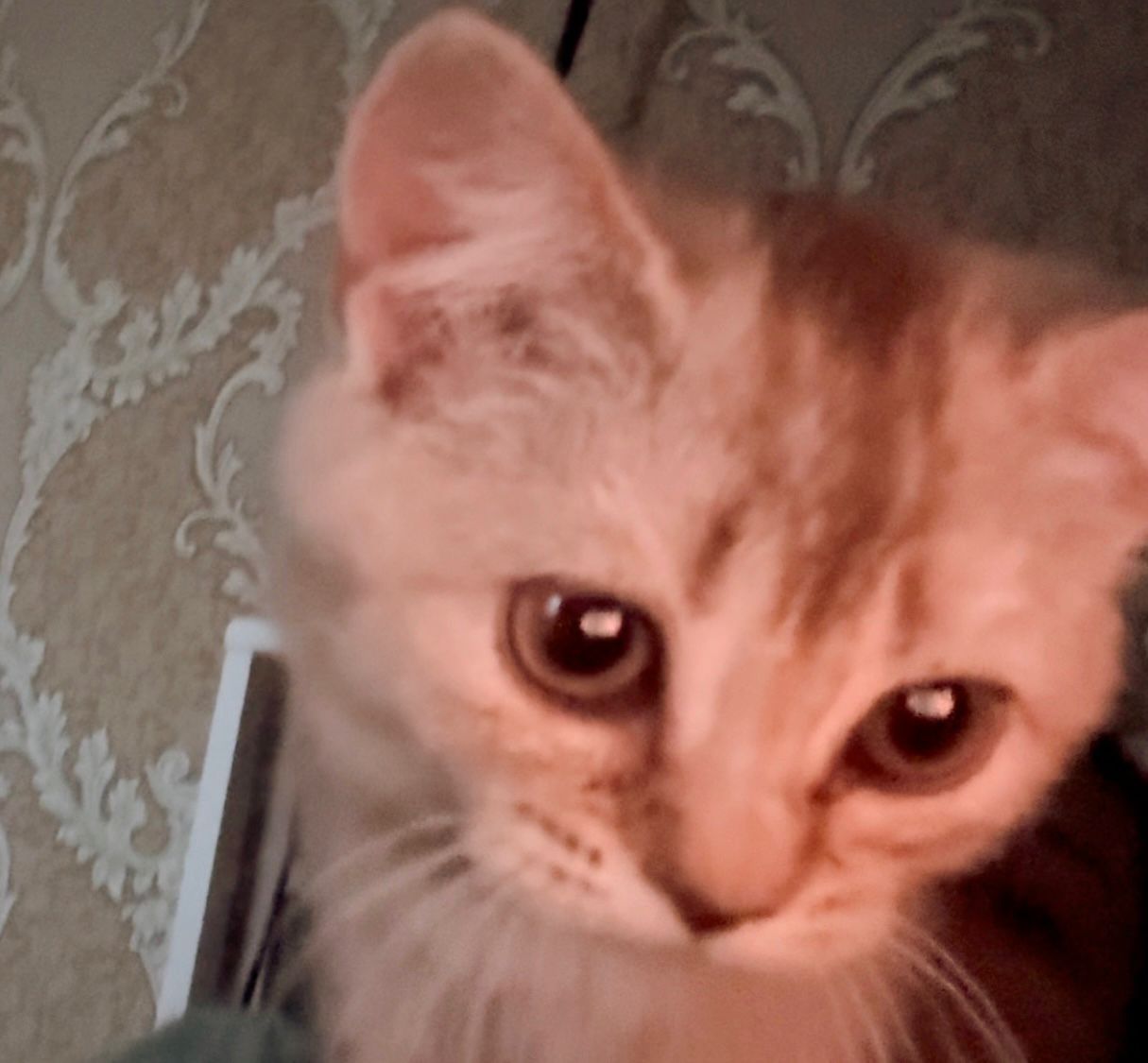 Котенок пародистый