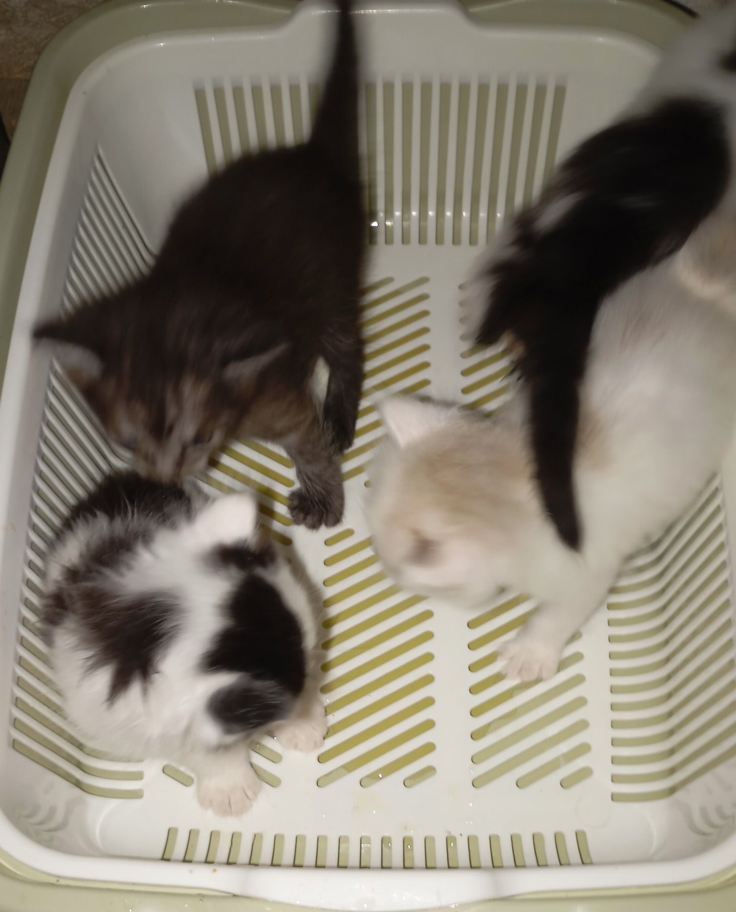 Отдам котят в добрые руки