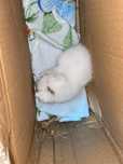 котёнки наполовину вислоухие