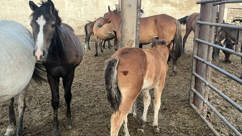 Продам лошадей 3 кобылы с жеребятами  , жеребята  майские.