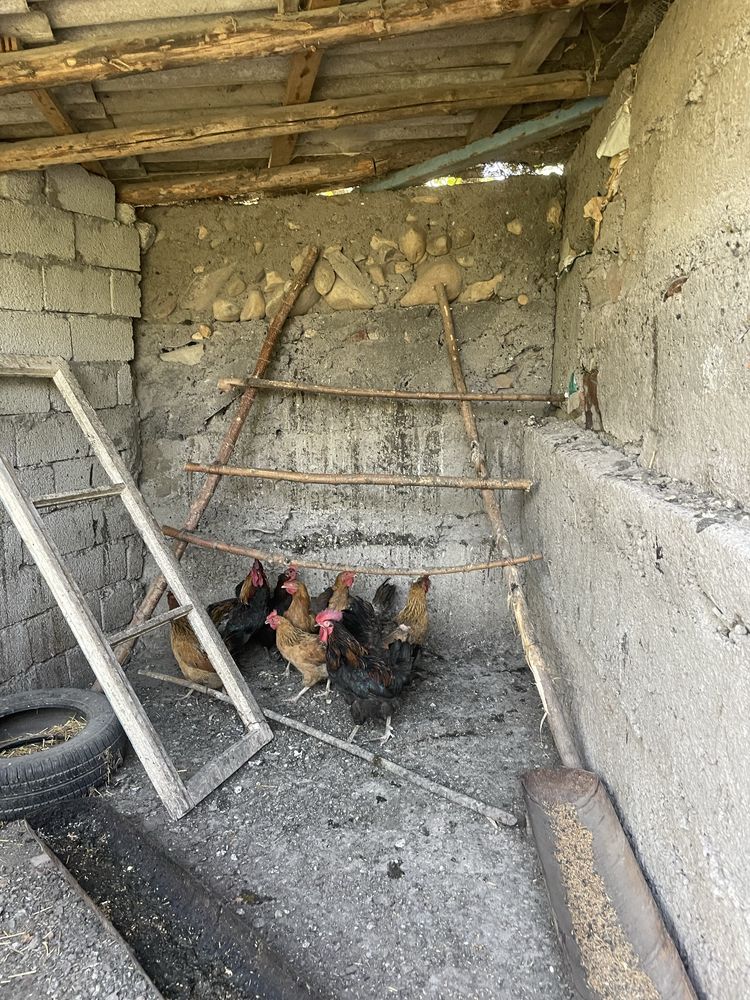 Куры 1 год уже .