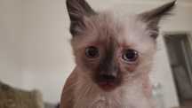 Сиамский котенок