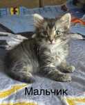 Отдам котят в добрые руки!
