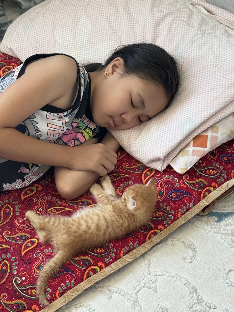 Пррдам котенка мальчик шотланский скоттиш
