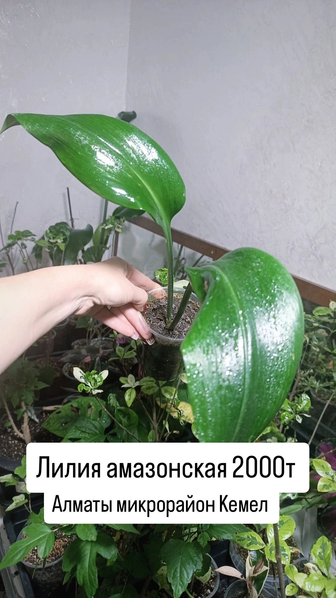 Комнатные растения Табернемонтана, Клеродендрум Шмидта