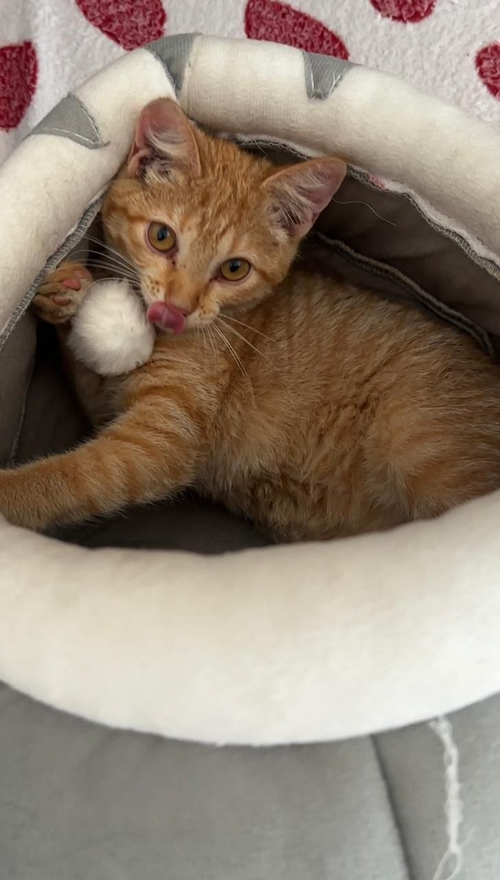Котенок мальчик в хорошие руки