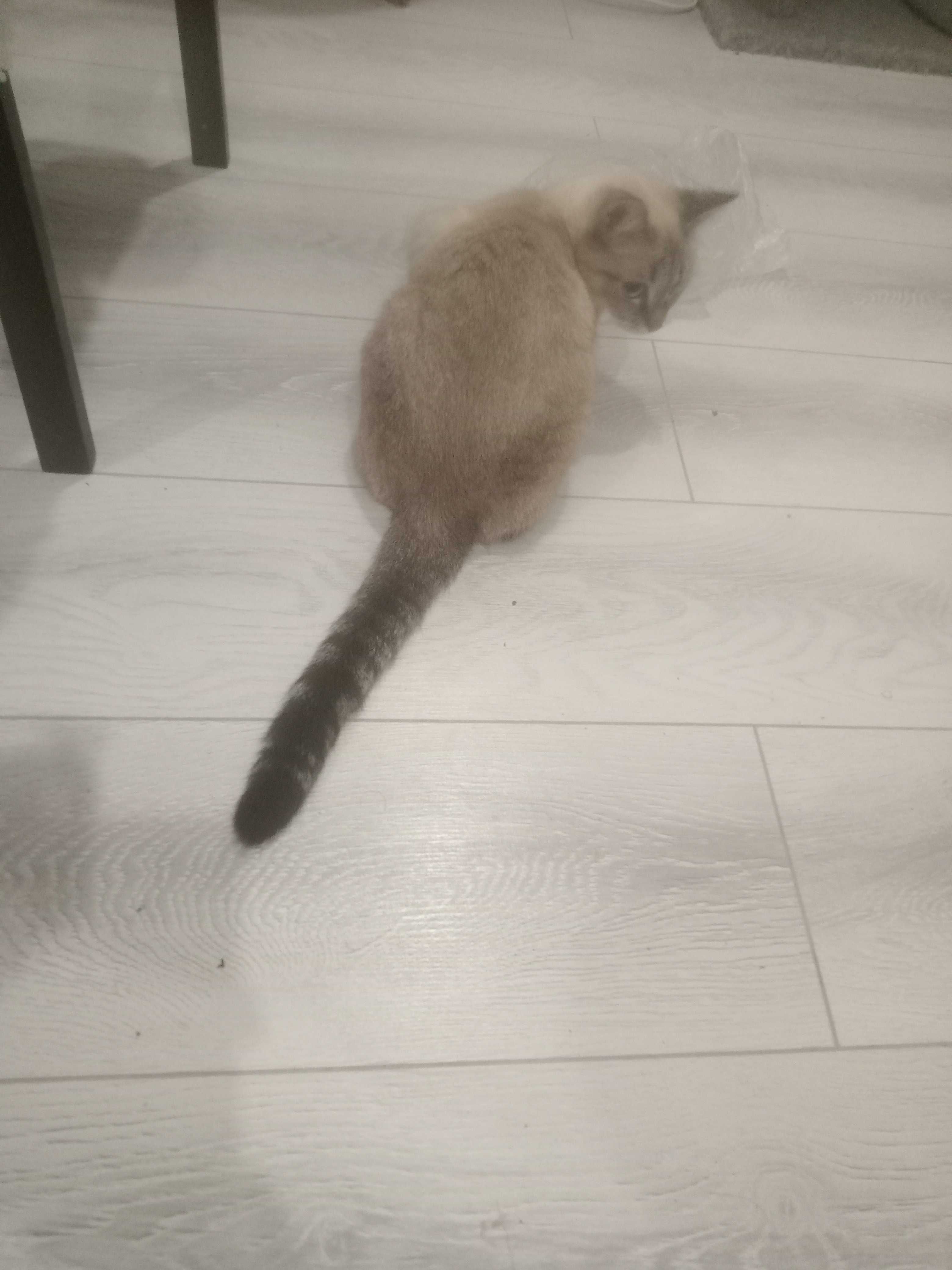 Кошка породистая