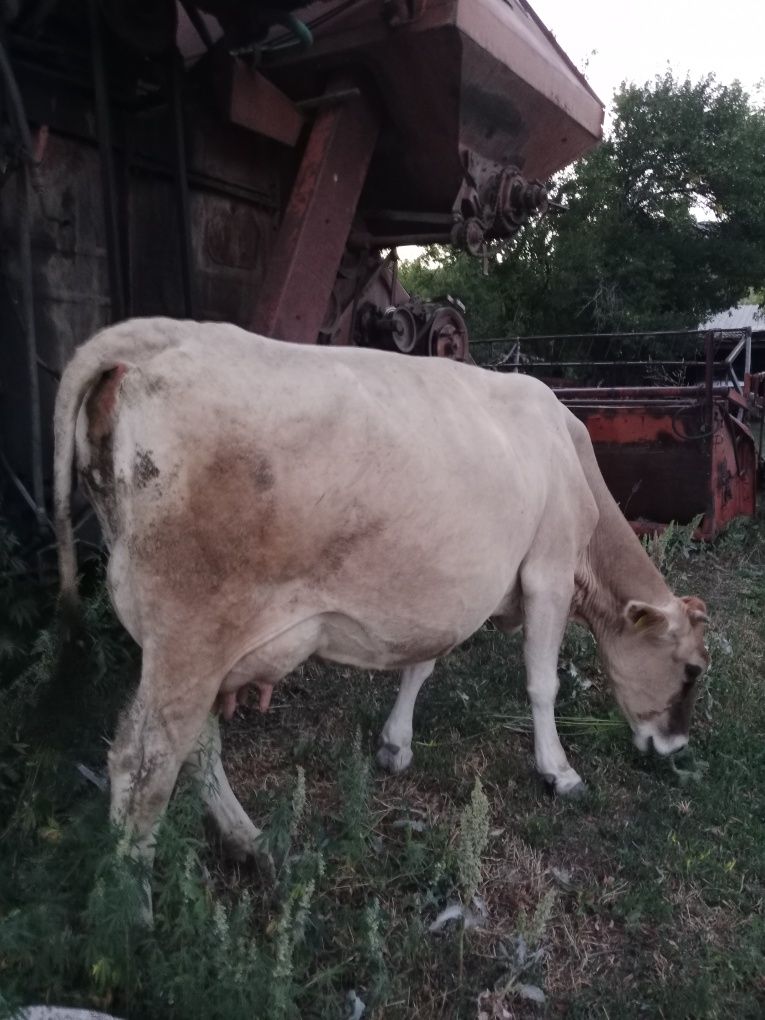 Продам корову 7 лет