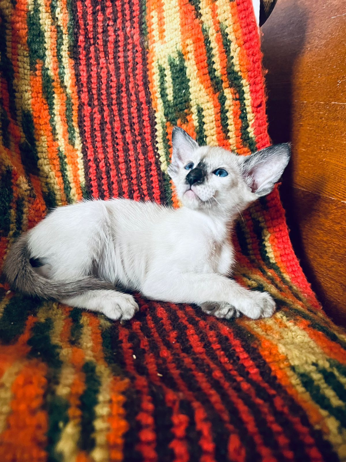 Ориентальные котята