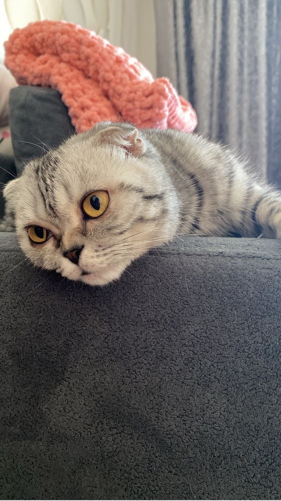 Отдам кошечку в добрые руки
