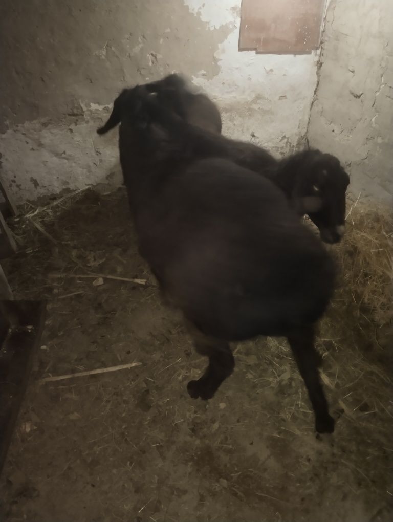 Продам отличного Гиссарского барана  с родословной .