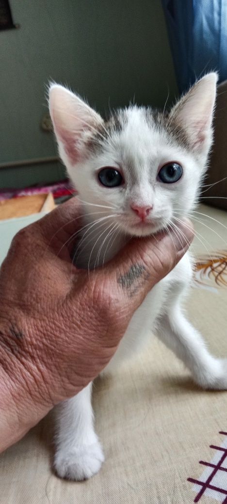Котята даром.к туалету приучены кушают самостоятельно