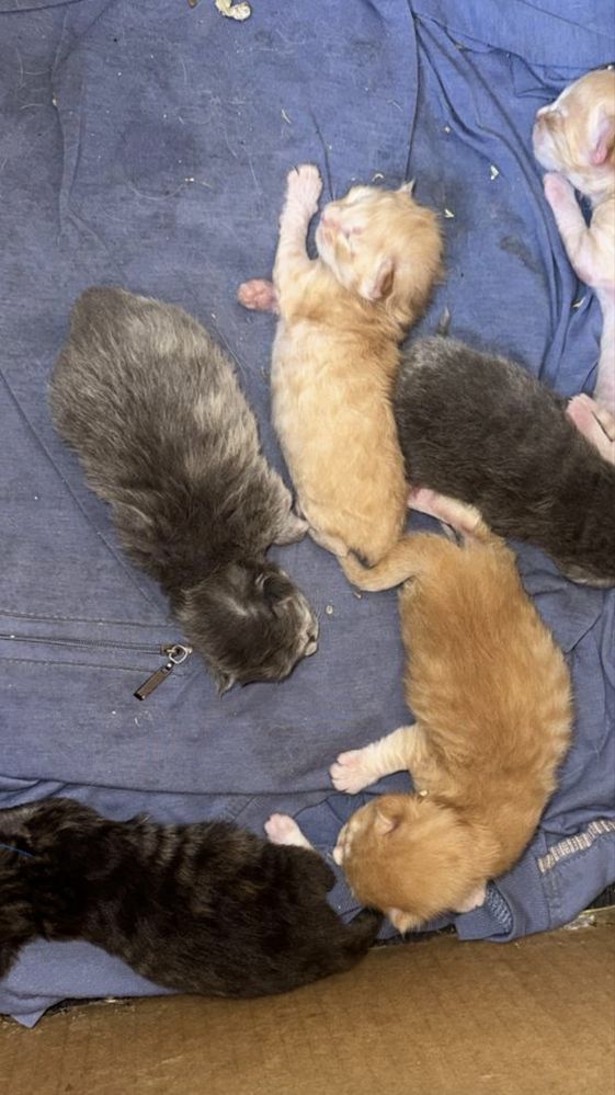 Продаются котята от мамы Мейн кун